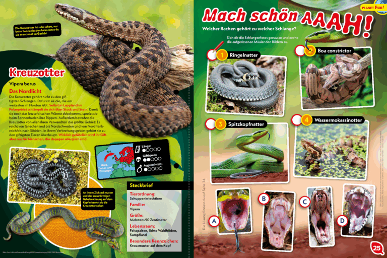 Adder; Zrób piękne Ahhh!