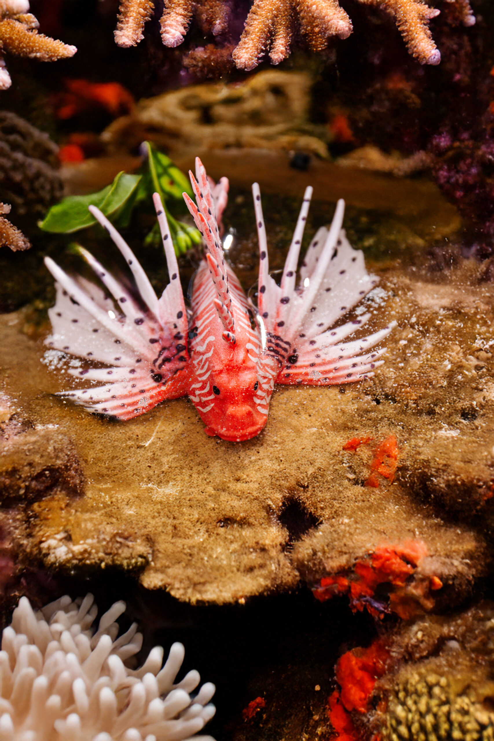 Pesce leone africano - Pterois mombasae