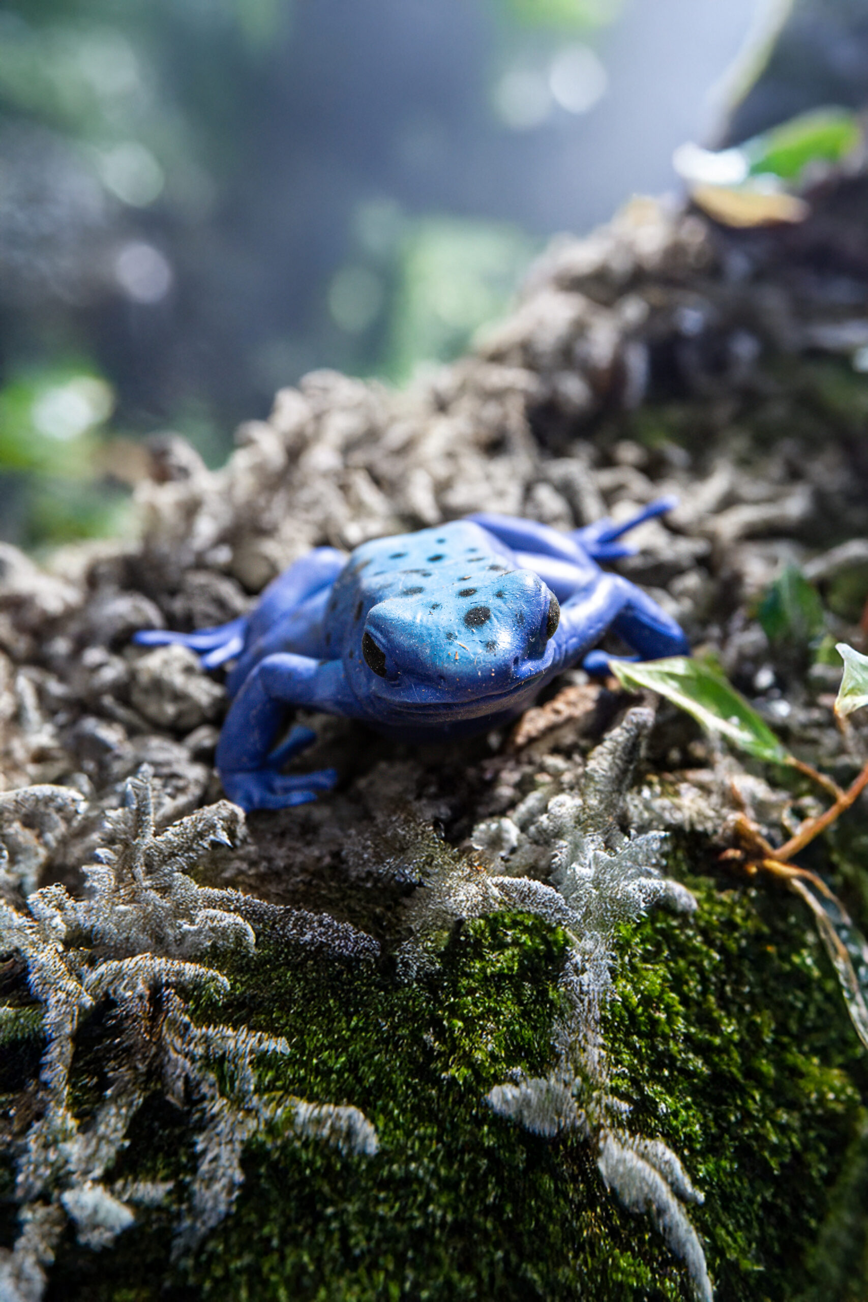 Rampichino blu - Dendrobates tinctctorius azureus