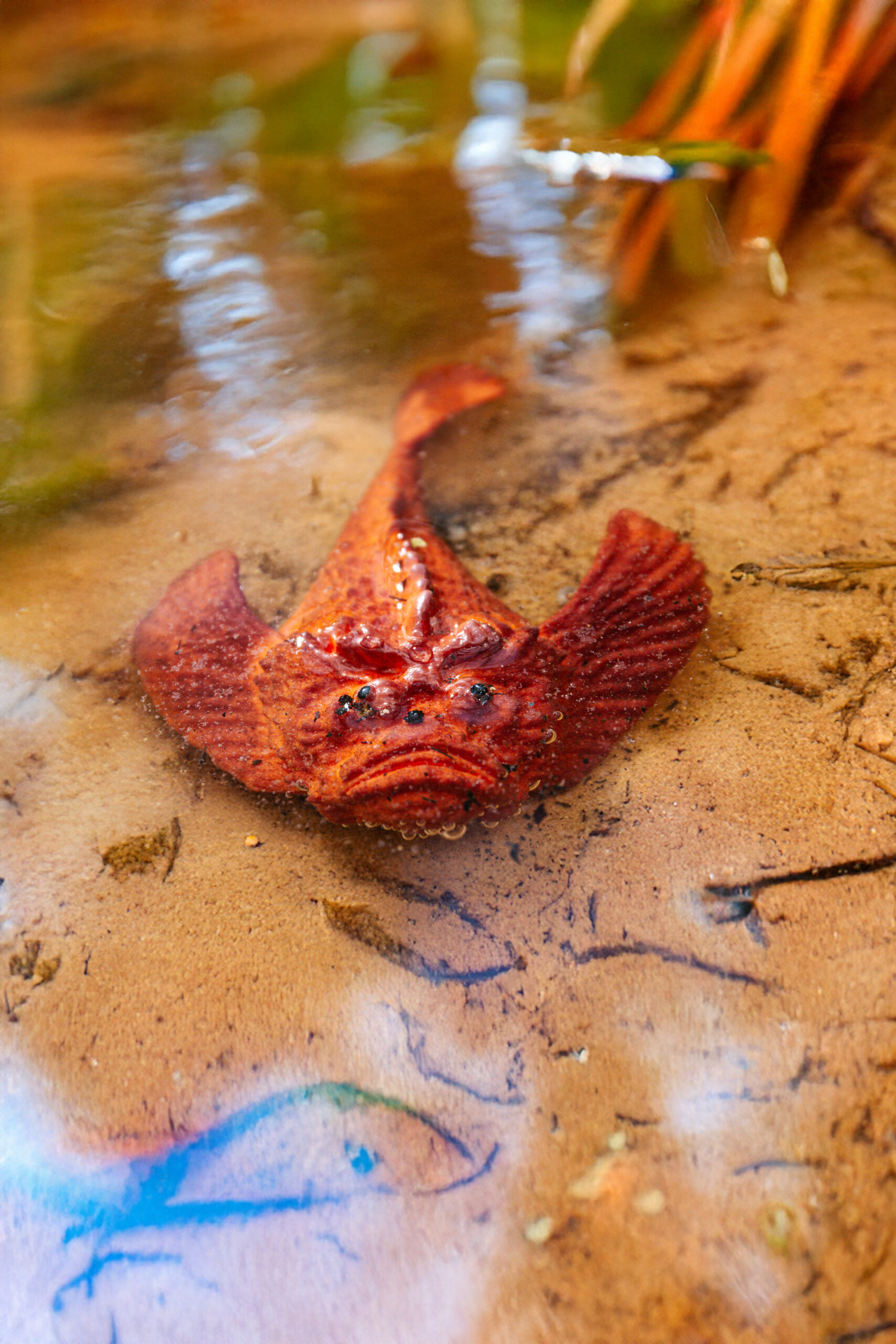 Pesce pietra - Synanceia verrucosa