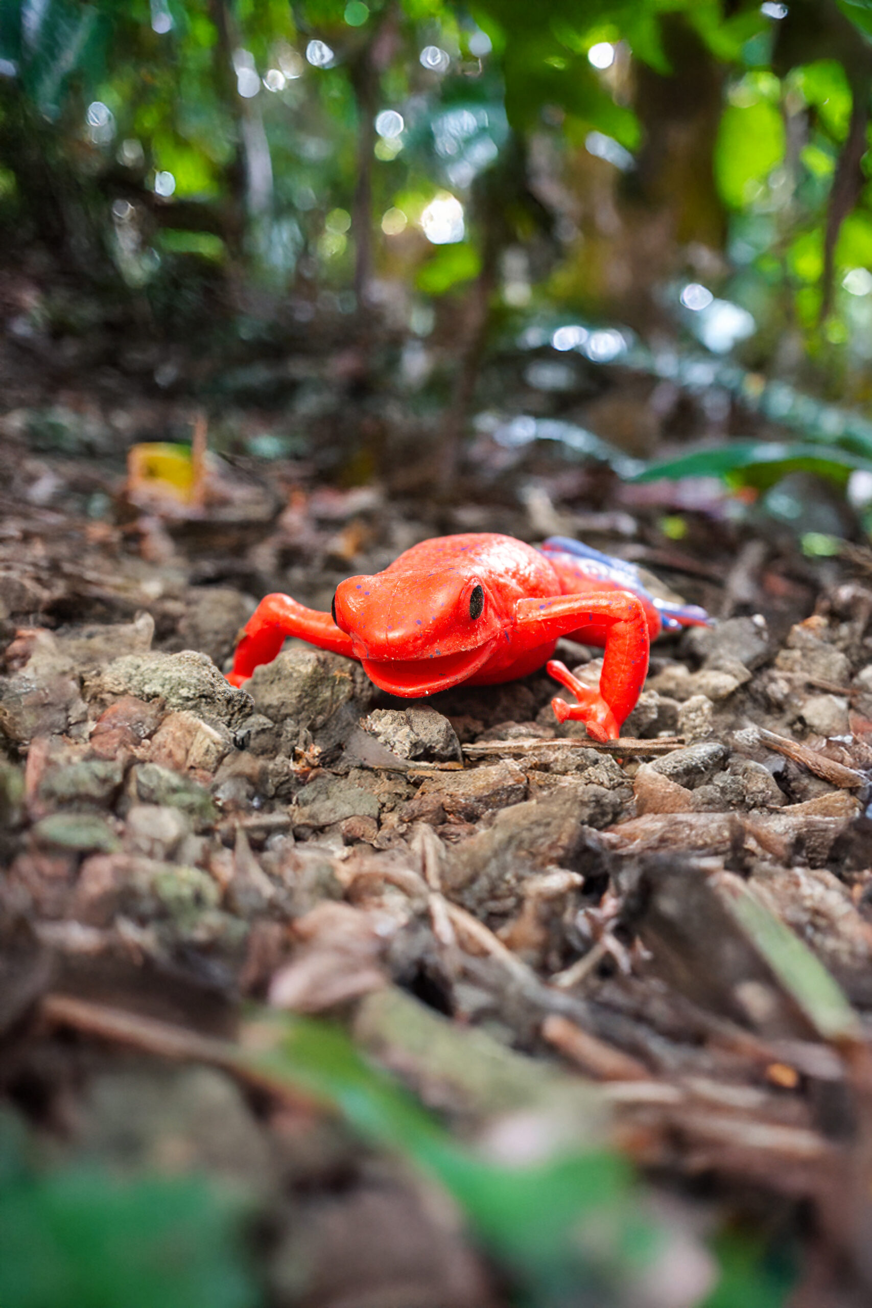 Rana fragola - Oophaga pumilio