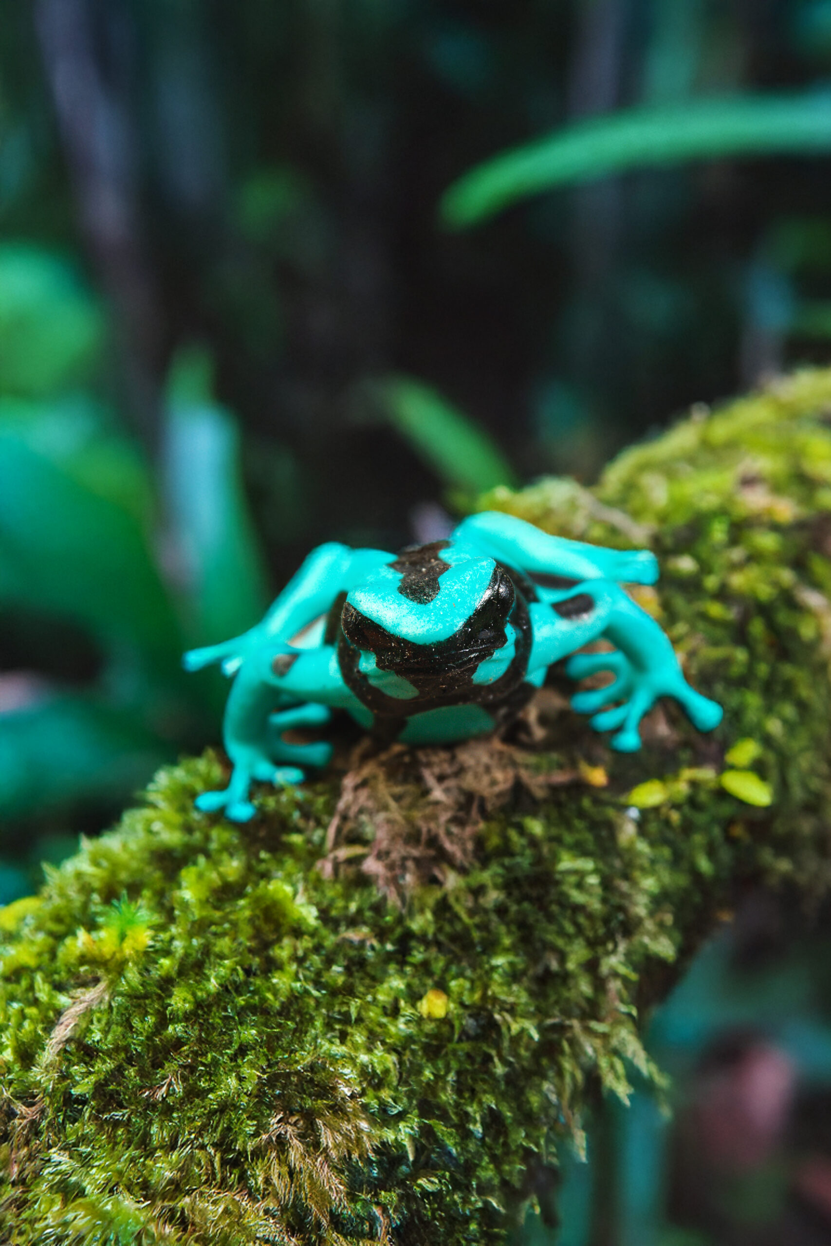 Picchio d'oro - Dendrobates auratus