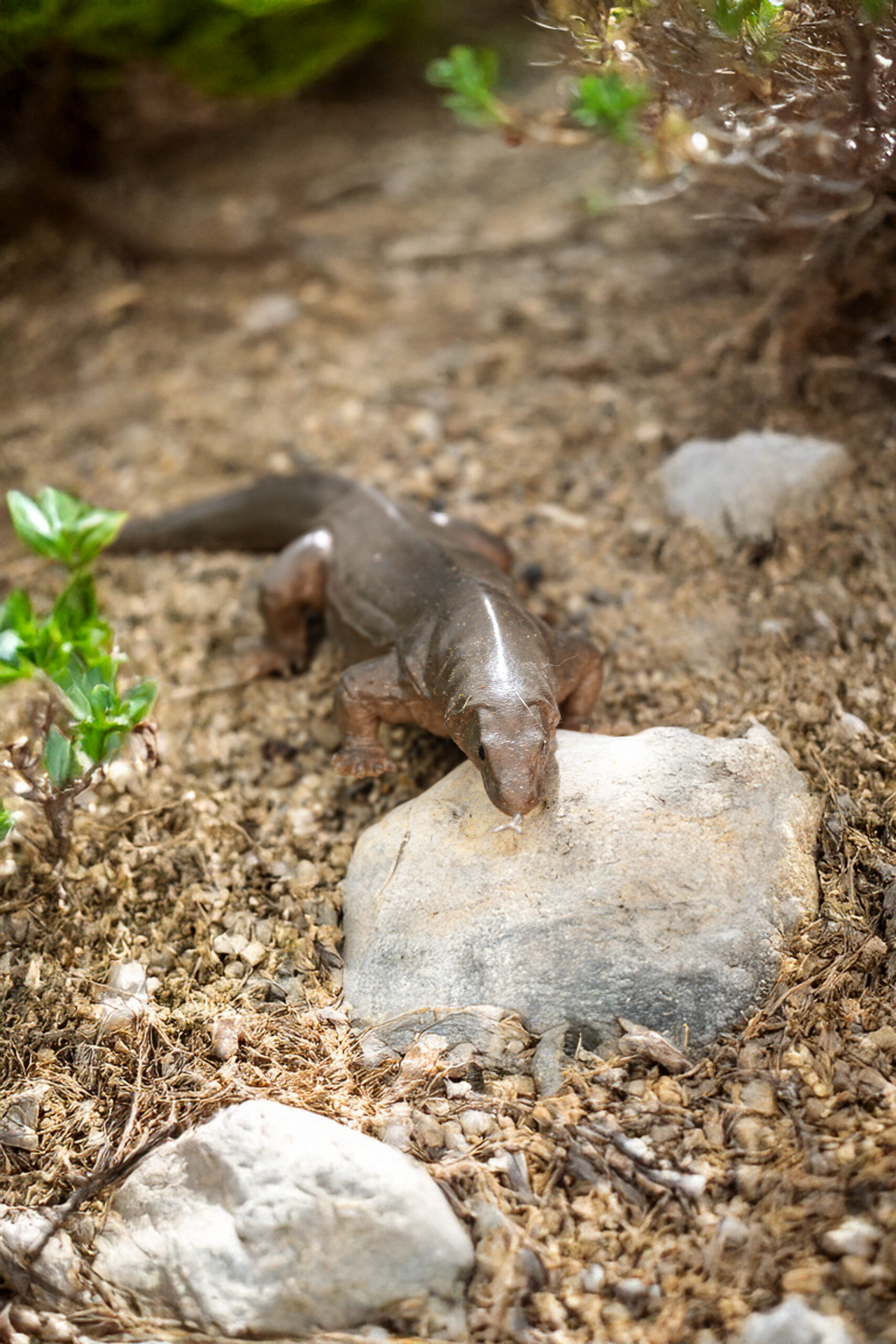 Drago di Komodo - Varanus komodoensis