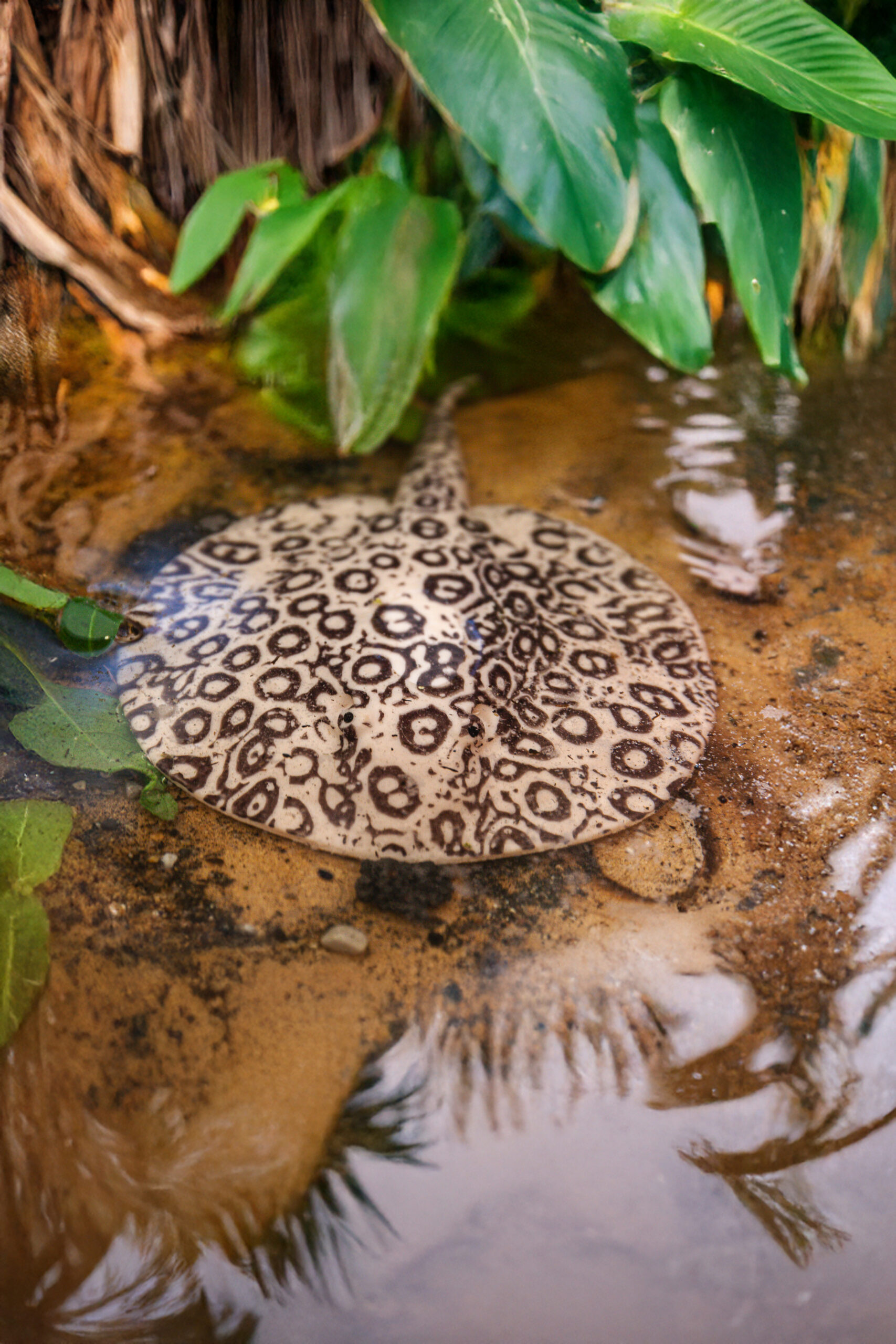 Raggio perla - Potamotrygon jabuti