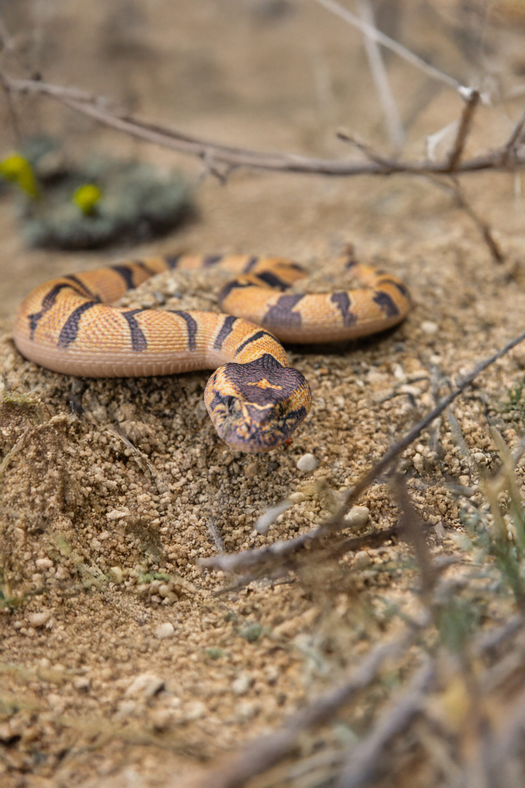 Vipera di mare - Bitis arietans
