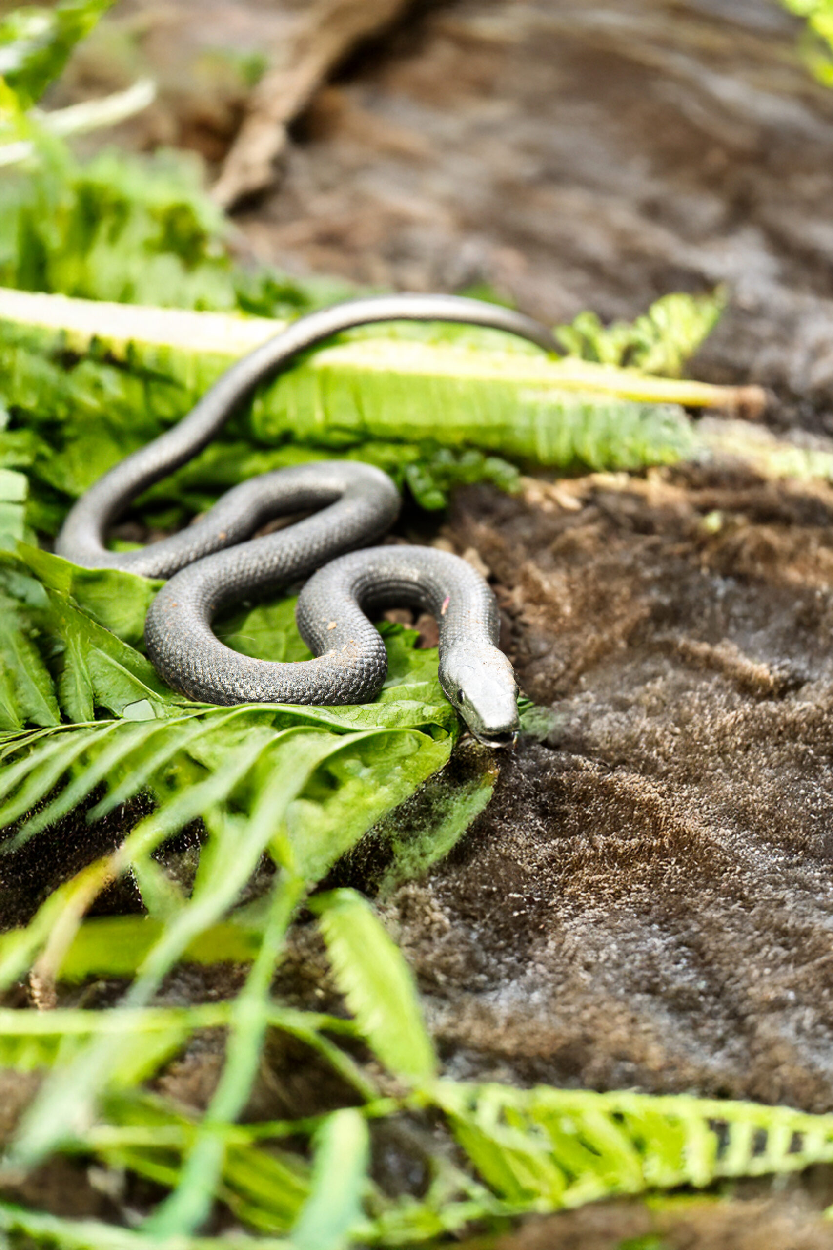 Mamba nero - Dendroaspis polylepis
