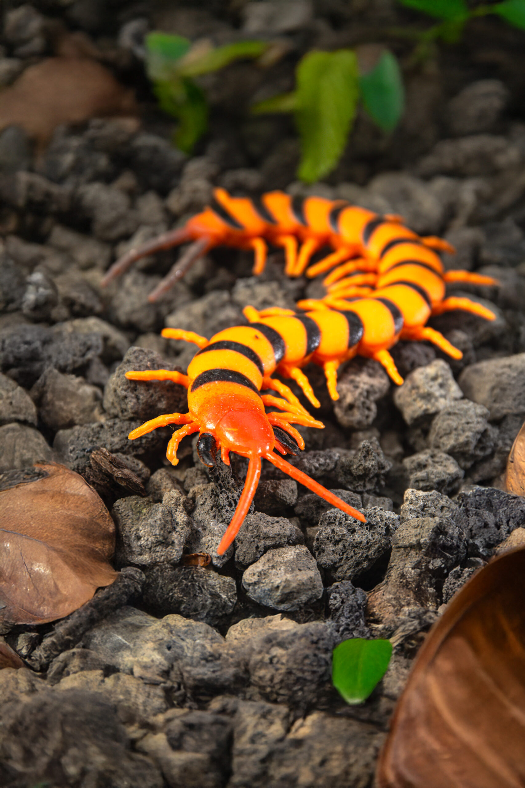 Scolopendra morsitans - Scolopendra morsitans