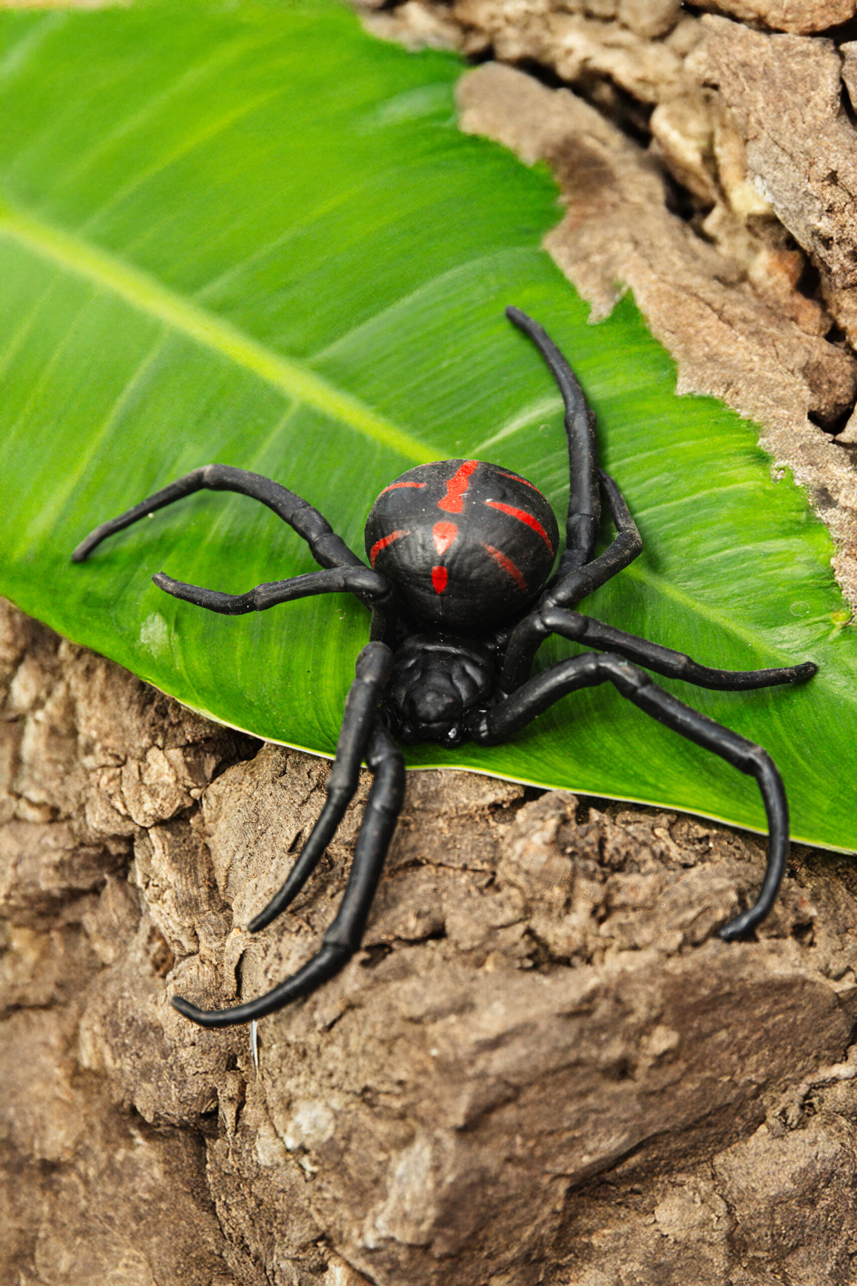 Vedova nera meridionale - Latrodectctus mactctans mexicanus