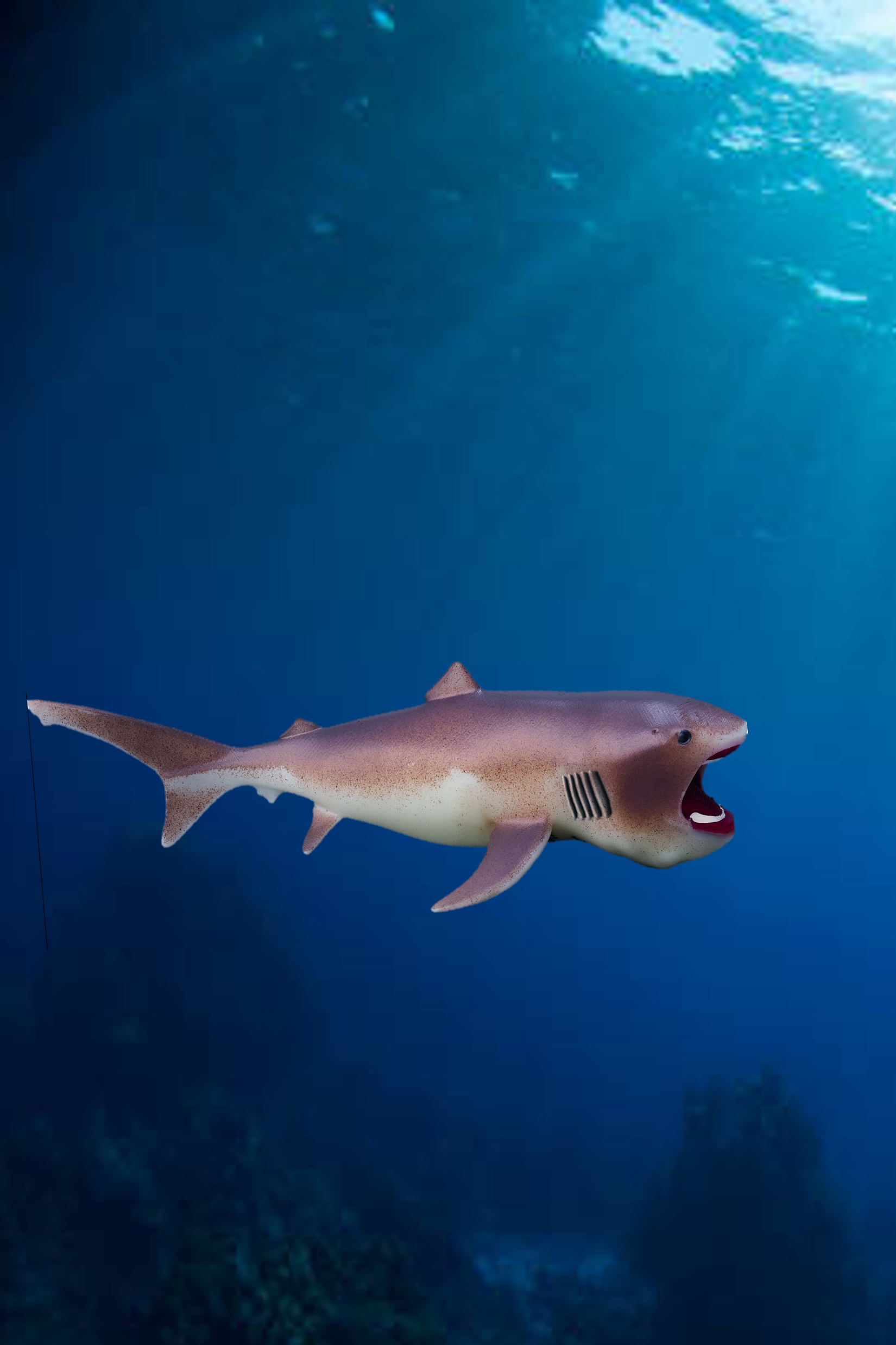 Ásócápa - Megachasma pelagios