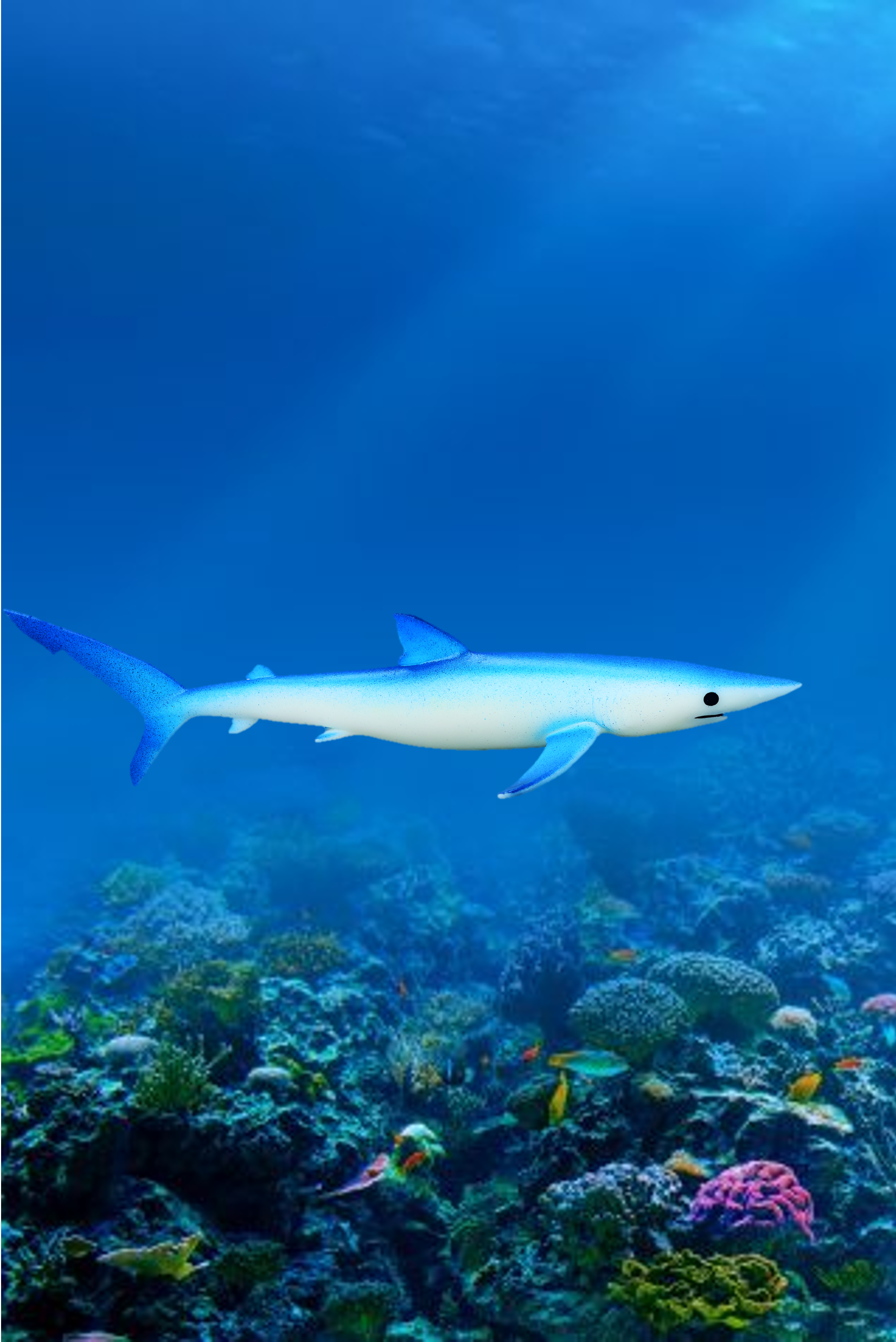 Kék cápa - Carcharhinus glaucus