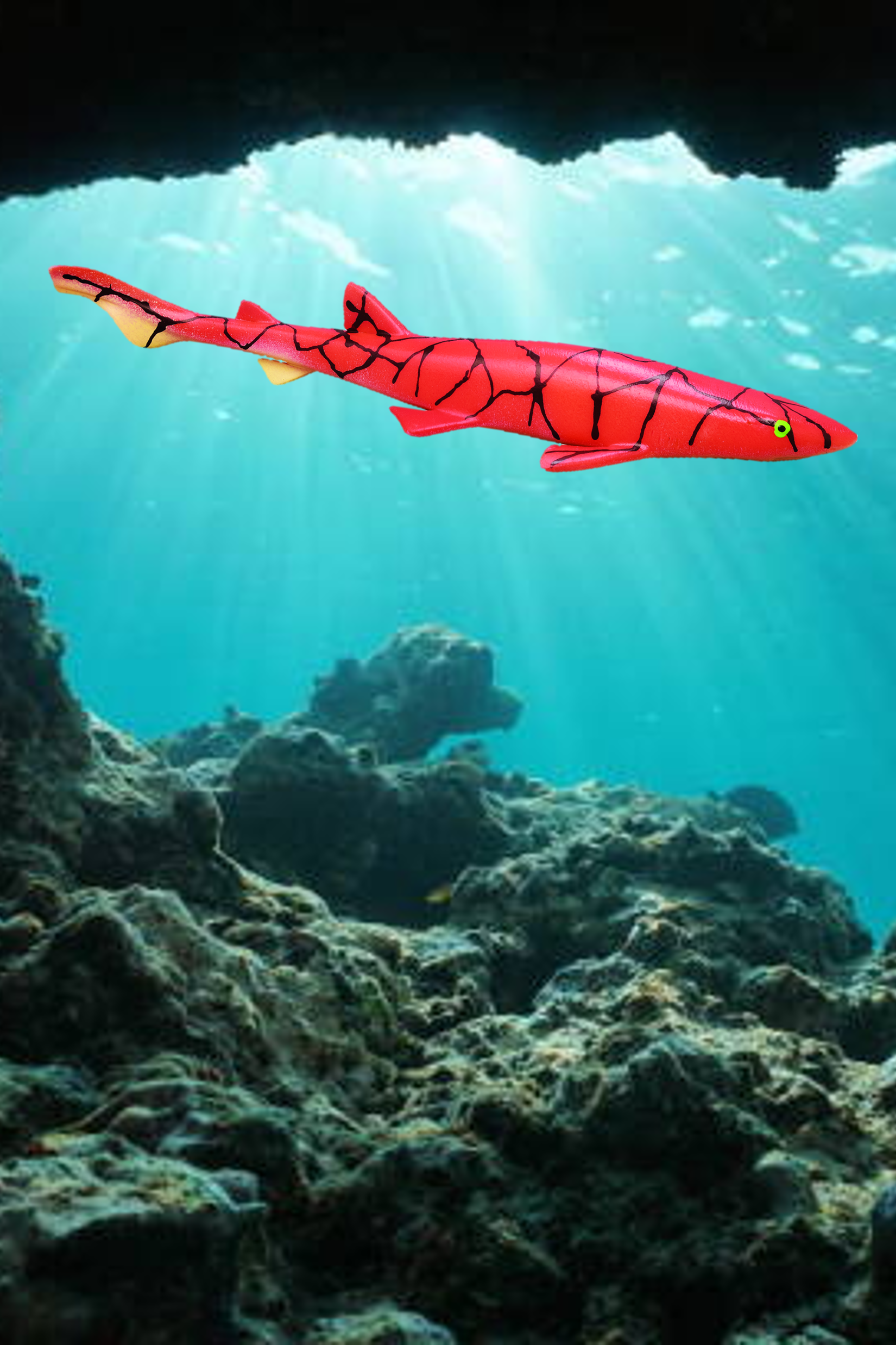 Láncos macskahal - Scyliorhinus retifer