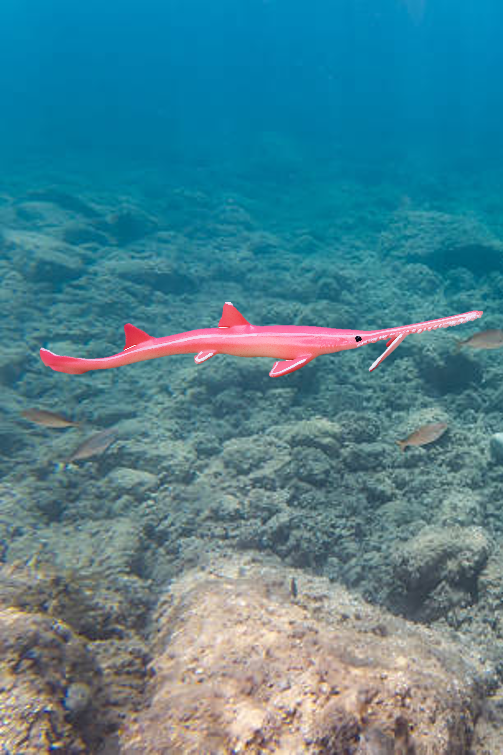 Japán fűrészcápa - Priststiophorus japonicus