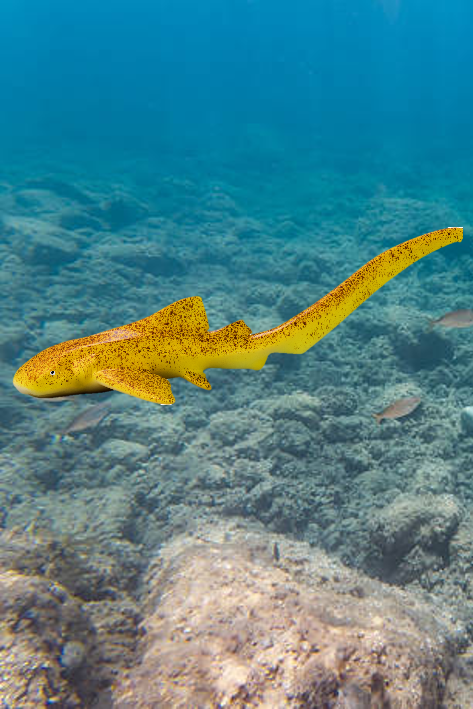 Zebracápa - Stegoststoma fasciatum