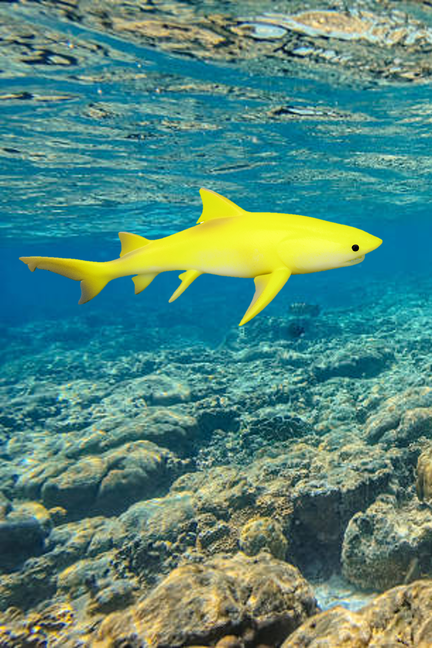 Citromcápa - Negaprion breviroststris