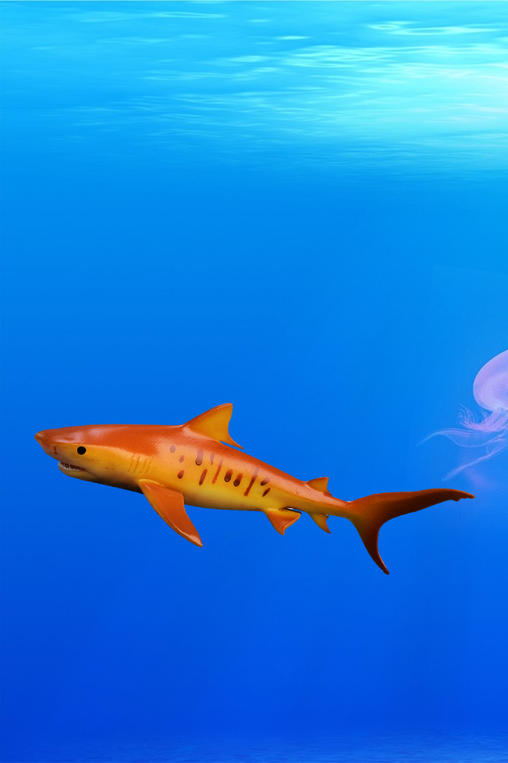 Tigriscápa - Galeocerdo cuvier