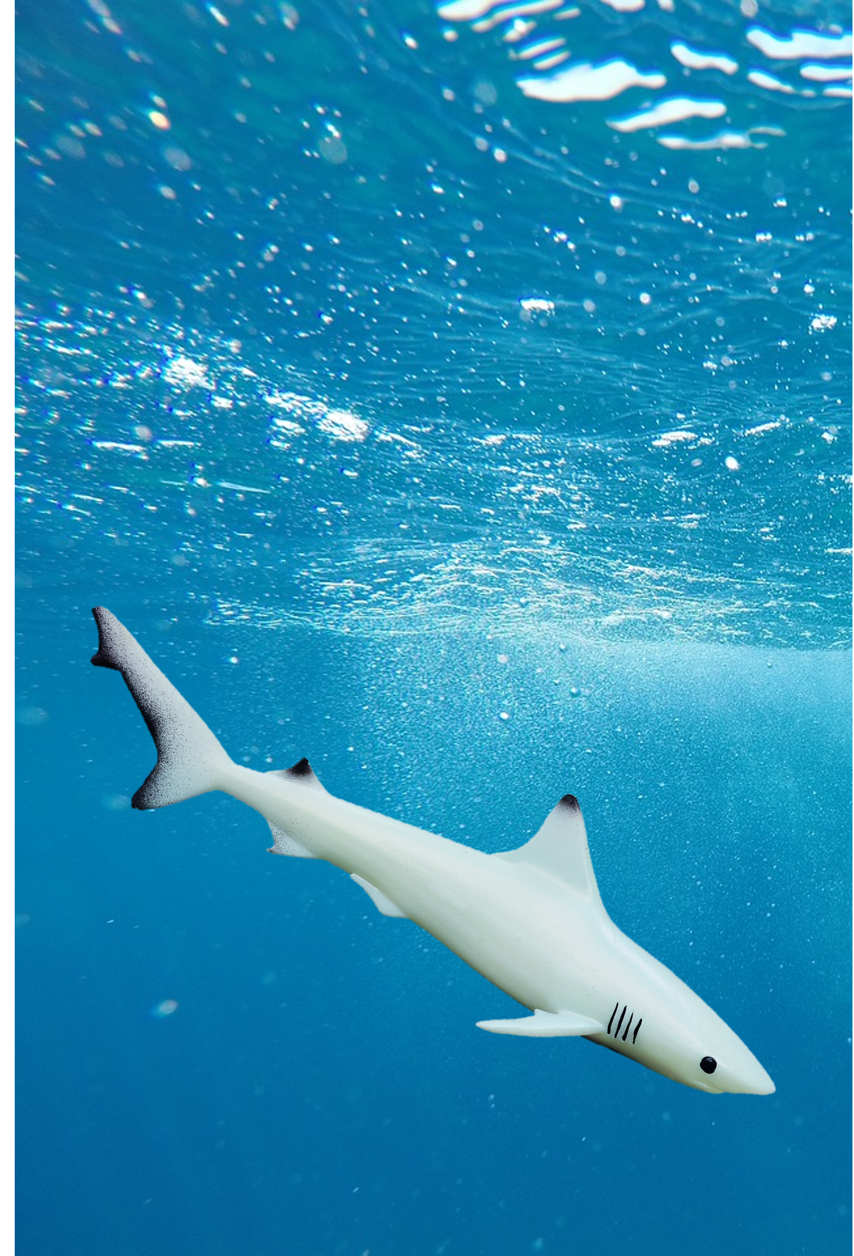 Fekete csúcsú zátonycápa - Carcharhinus melanopterus