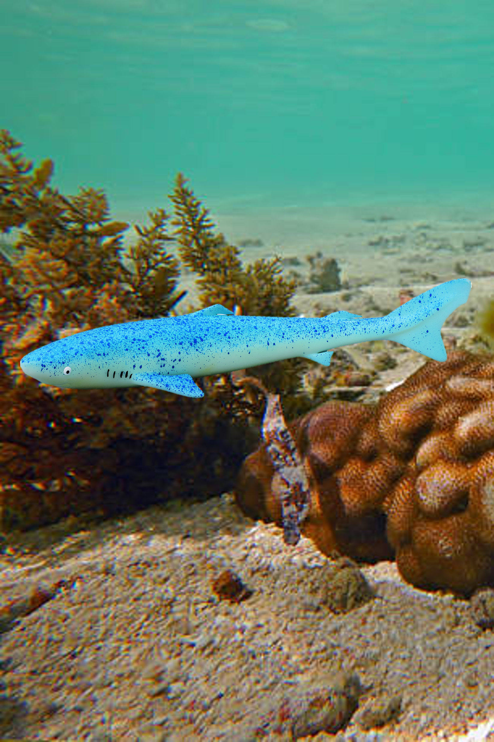 Grönlandi cápa - Fekete csúcsú zátonycápa A megkülönböztető jegye