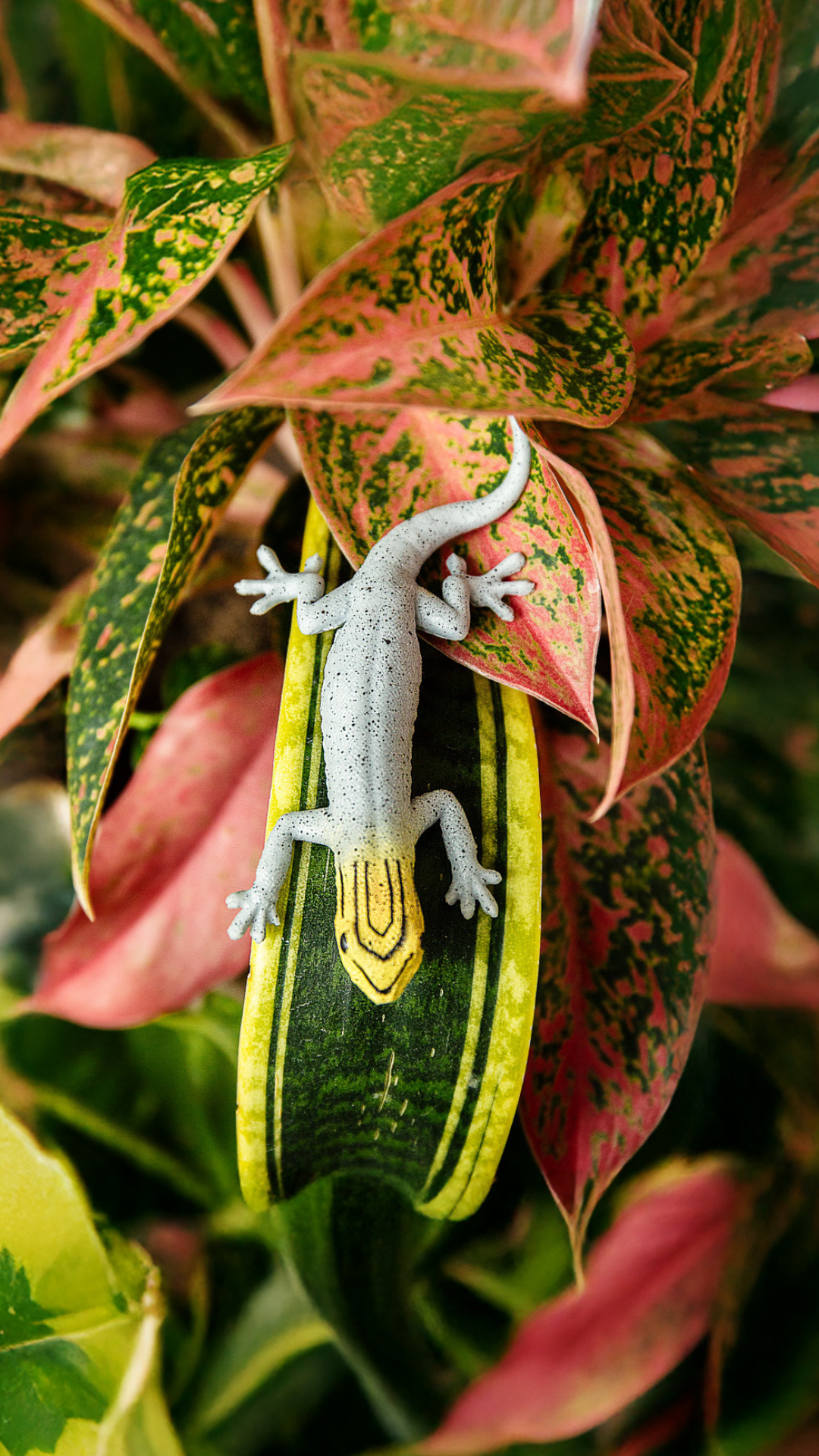 Lygodactylus picturatus