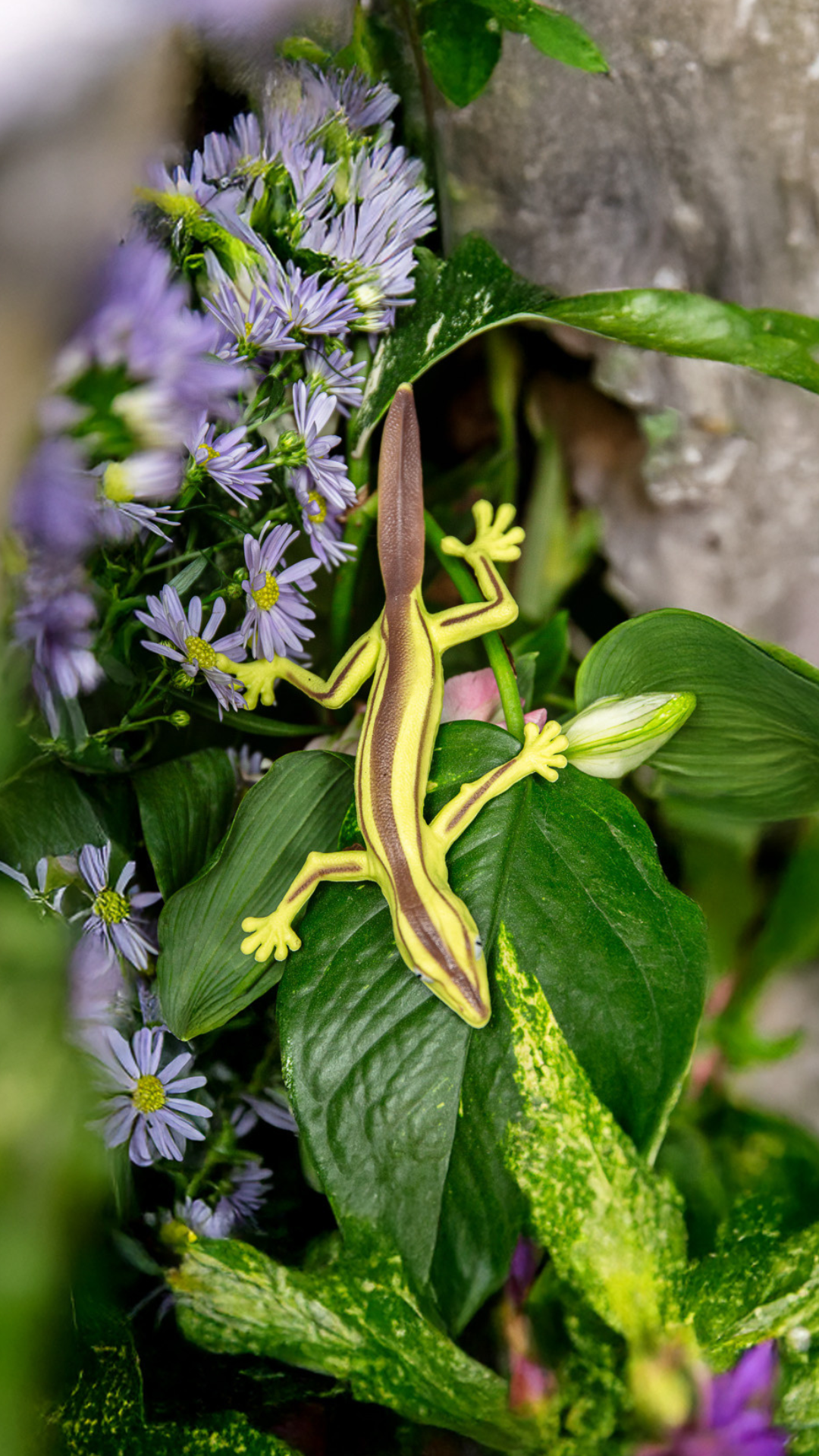 Uroplatus lineatus