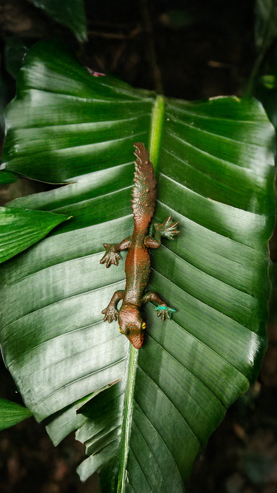 Uroplatus sikorae