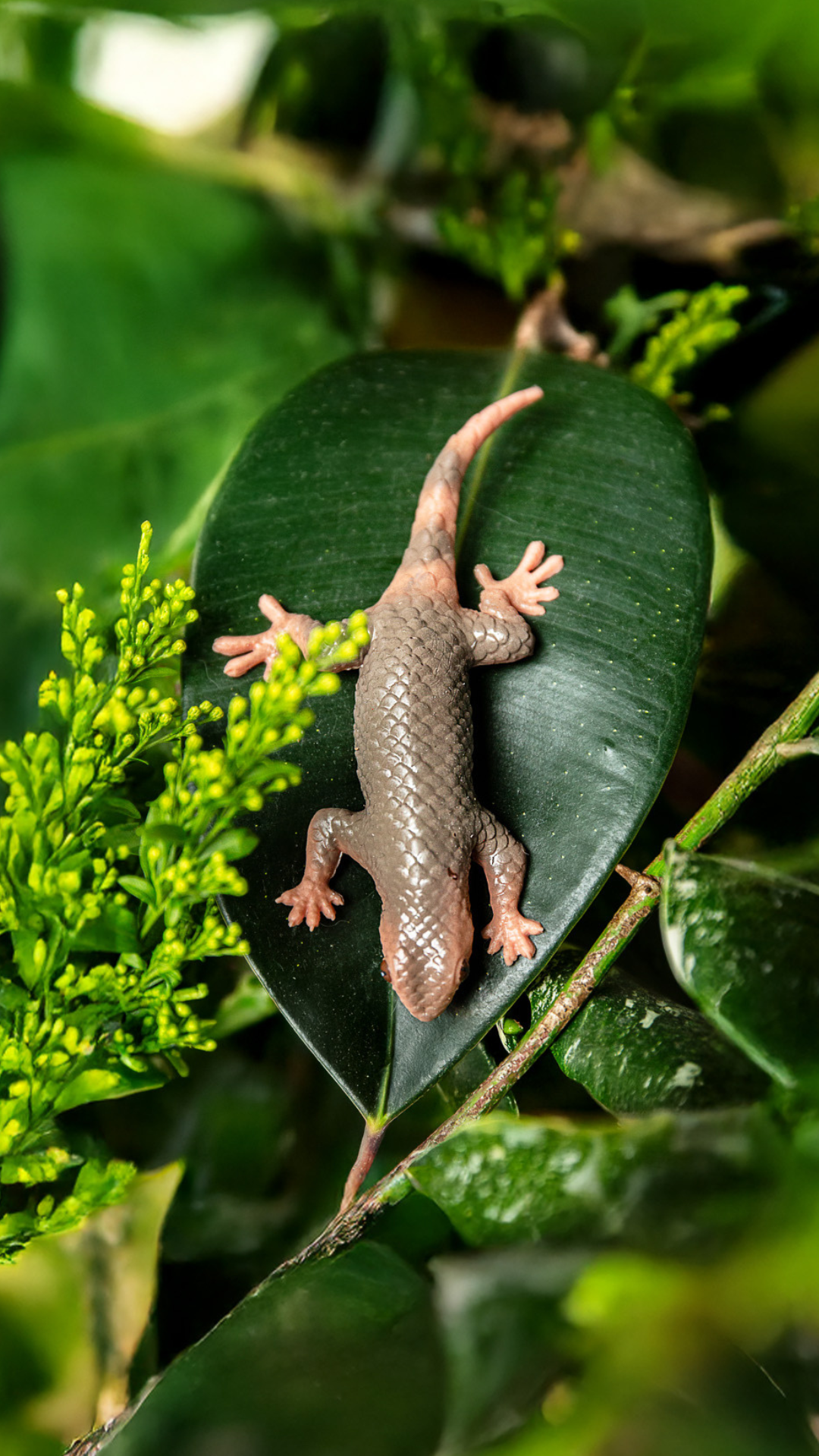 Geckolepis megalepis