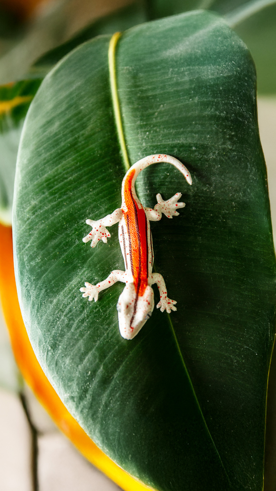 Rhacodactylus auriculatus