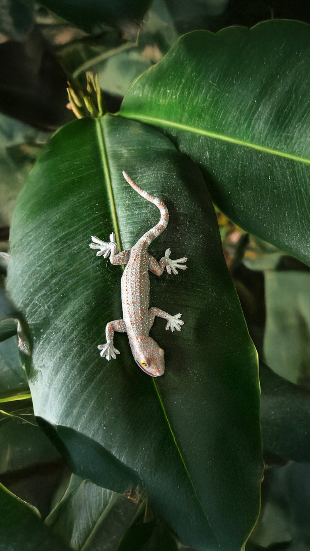 Gecko gecko