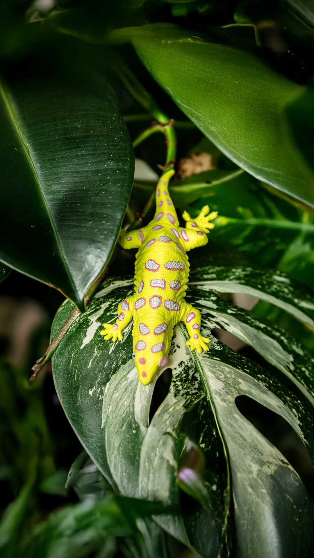 Rhacodactylus leachianus