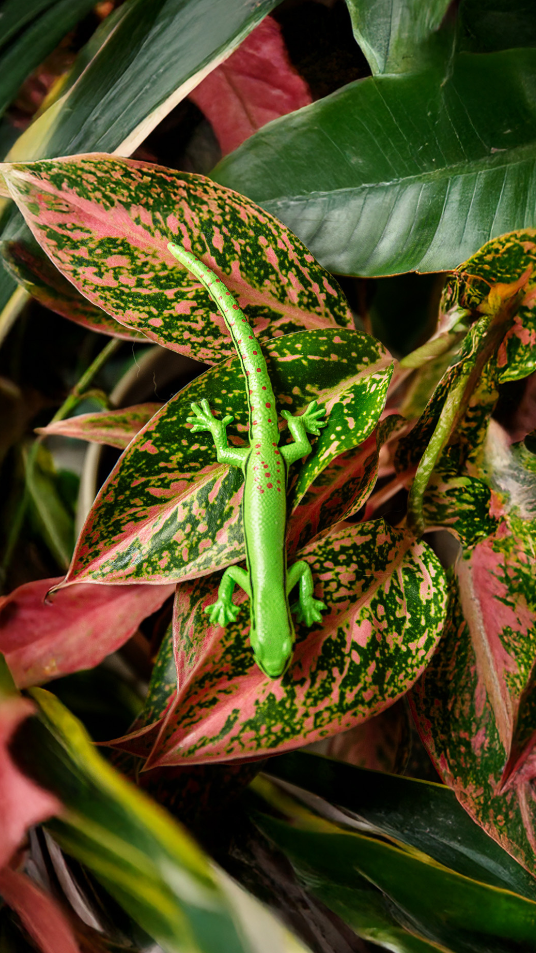 Phelsuma nigristriata