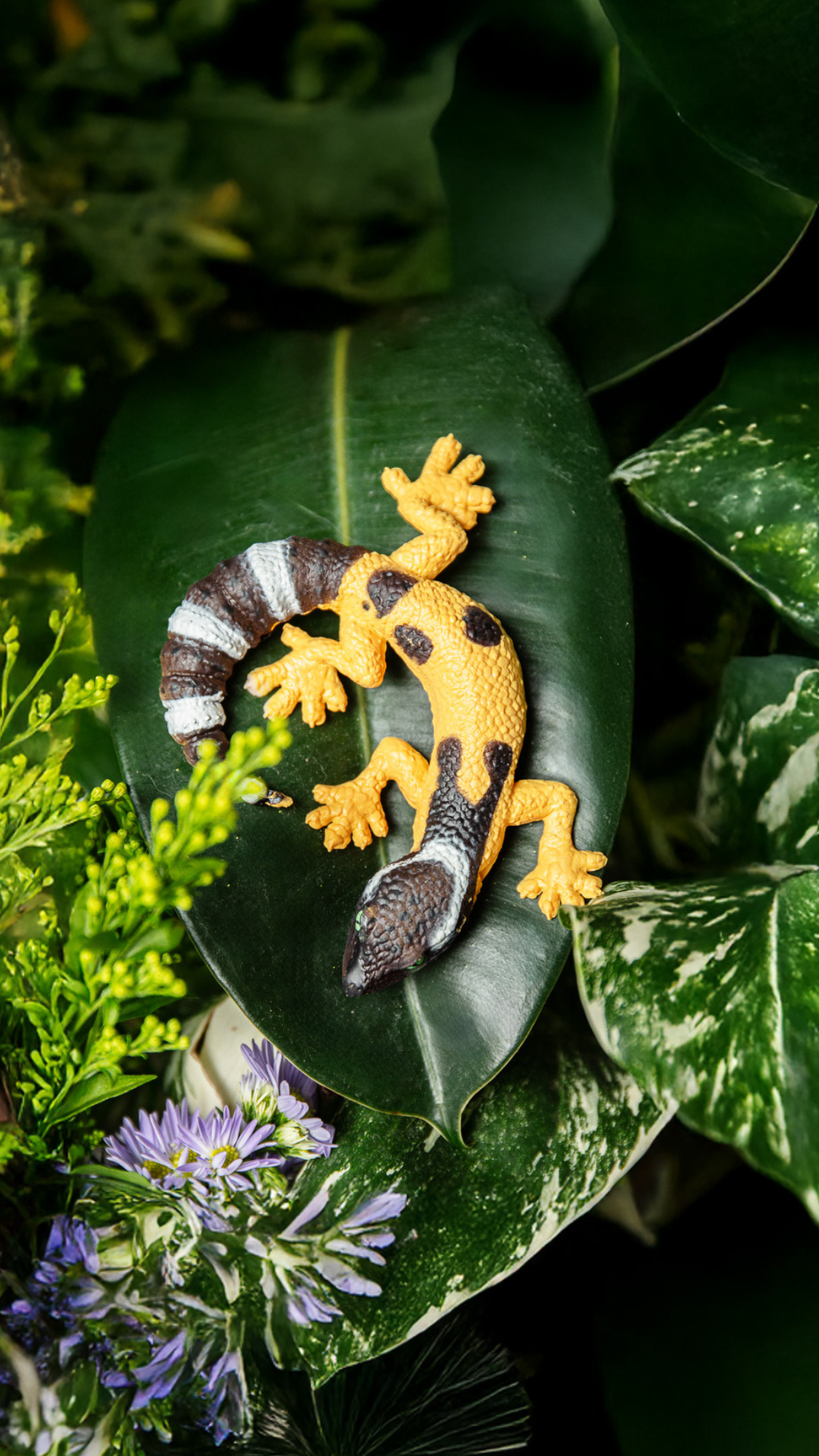 Eublepharis macularius