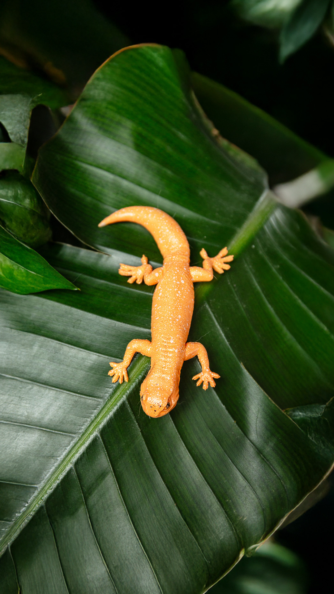 Ptenopus garrulus