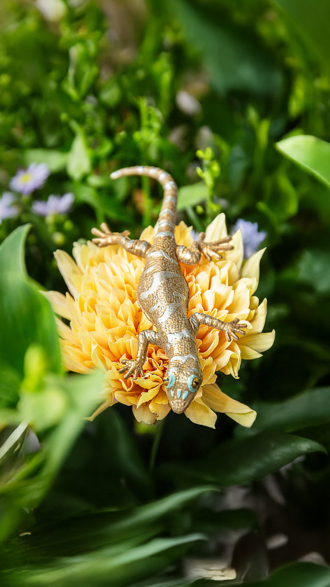 Afroedura transvaalica