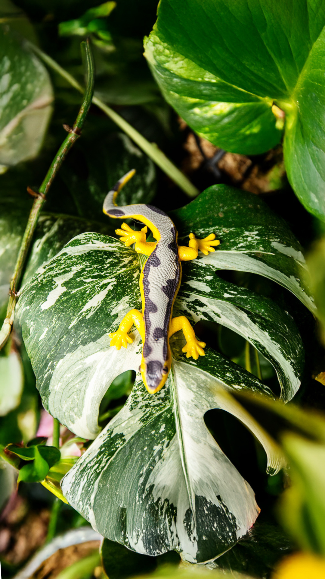 Hemidactylus platyurus