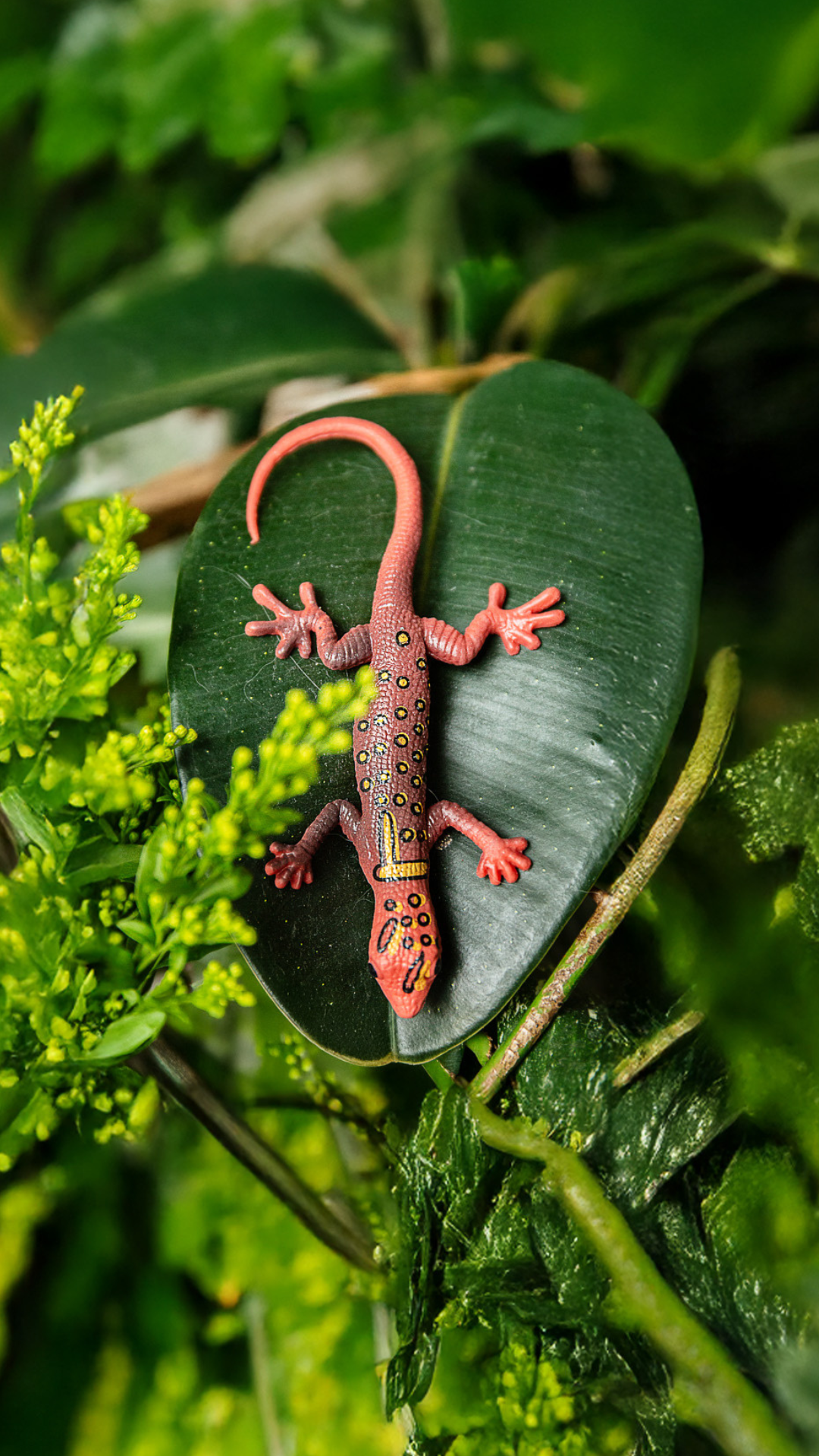 Gonatodes ceciliae