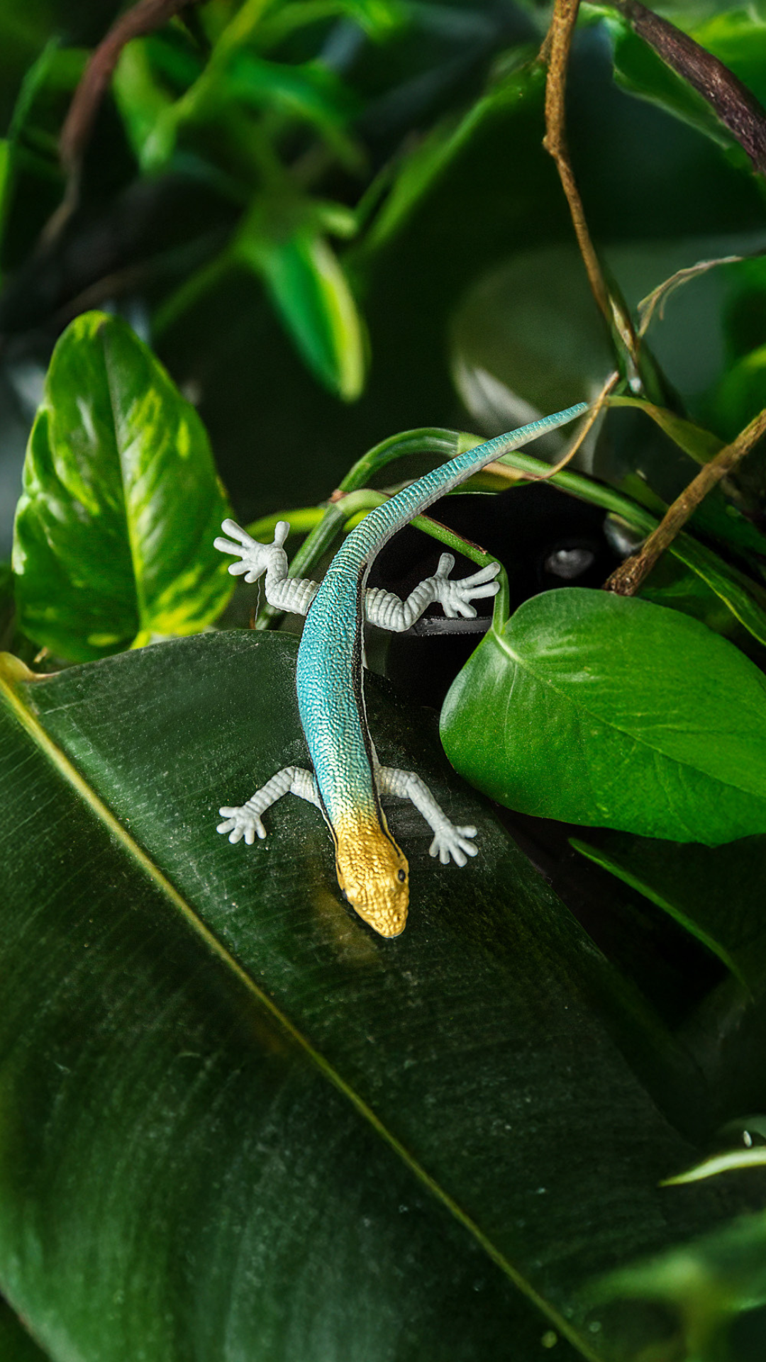 Phelsuma klemmeri